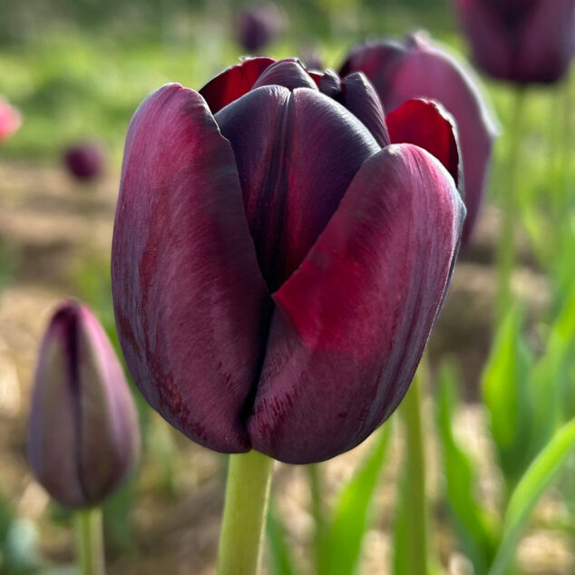 Tulip Queen of Night