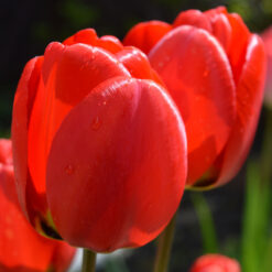 Tulip Red Impression
