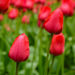 Tulip Red Impression