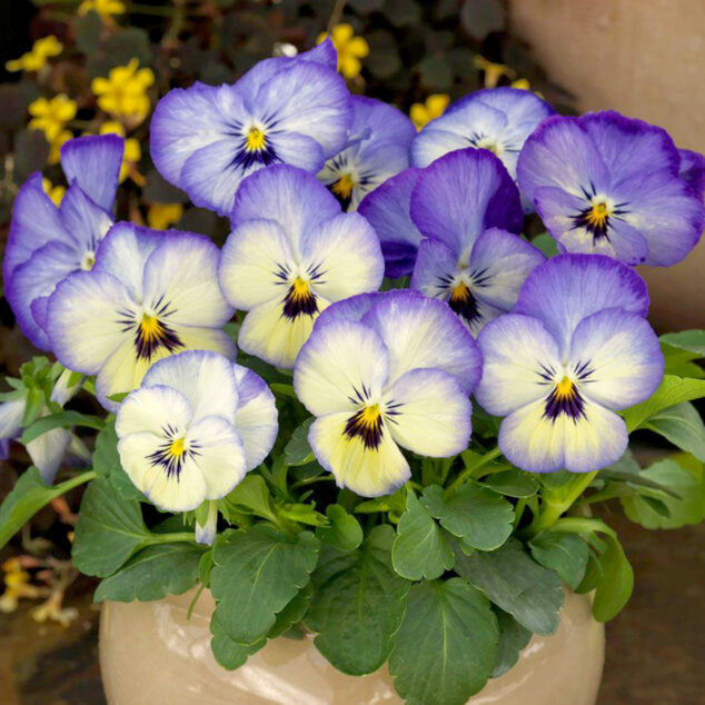 Viola 'Icy Blue'