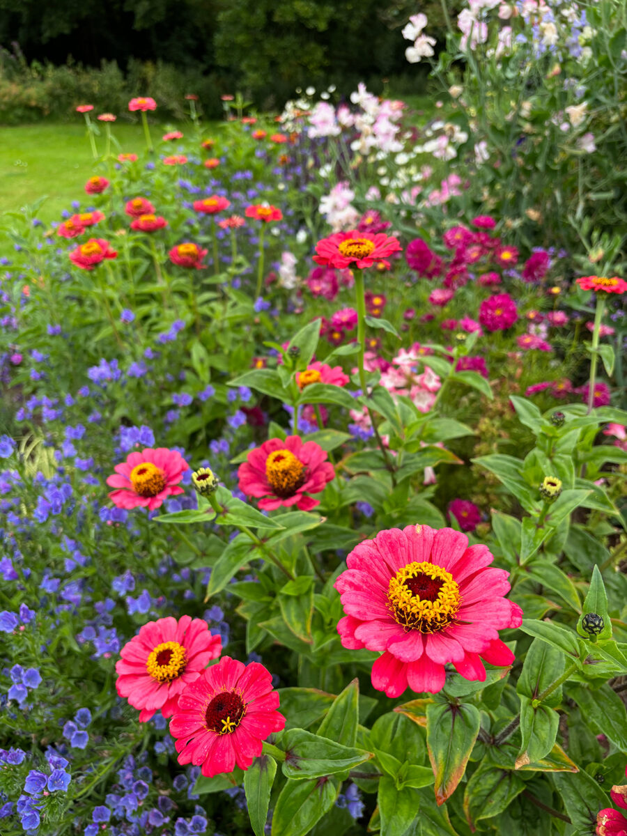 Pink zinnias in flower border