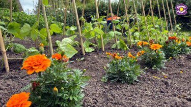 Pic of nasturtiums planted alongside bean crop