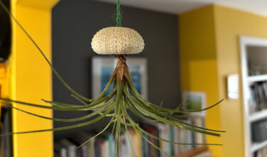 DIY sea urchin air plant