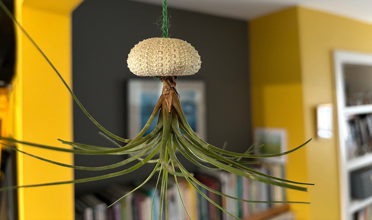 DIY sea urchin air plant