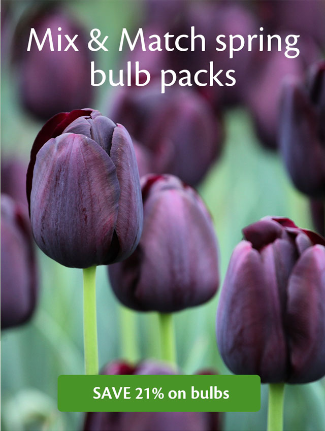 Min and Match Bulbs