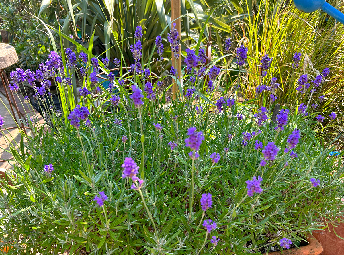 Lavender 'Munstead'