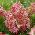 Hydrangea Groundbreaker Blush