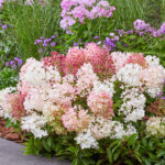 Hydrangea Groundbreaker Blush