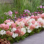 Hydrangea Groundbreaker Blush