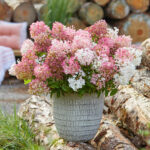 Hydrangea Groundbreaker Blush