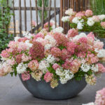 Hydrangea Groundbreaker Blush