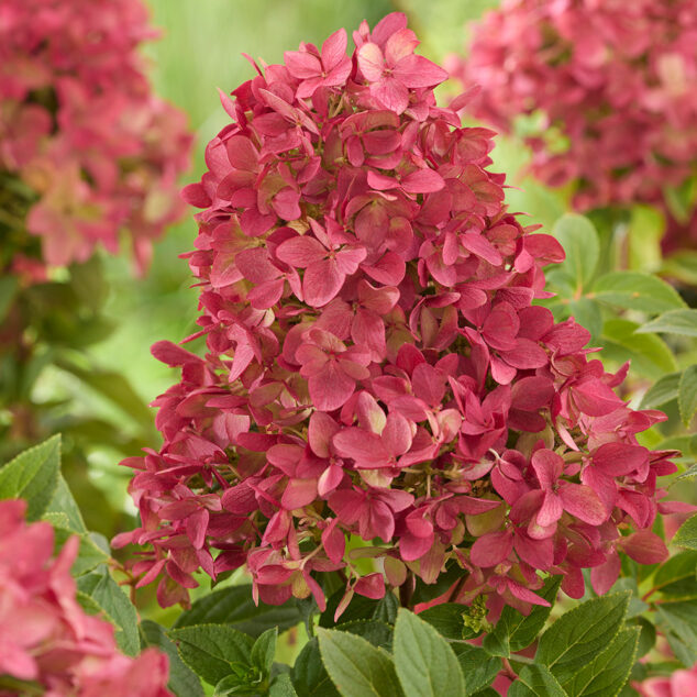 Hydrangea Groundbreaker Ruby Rhs RHS Chelsea Plant of the Year 2026 - Richard Jackson Garden