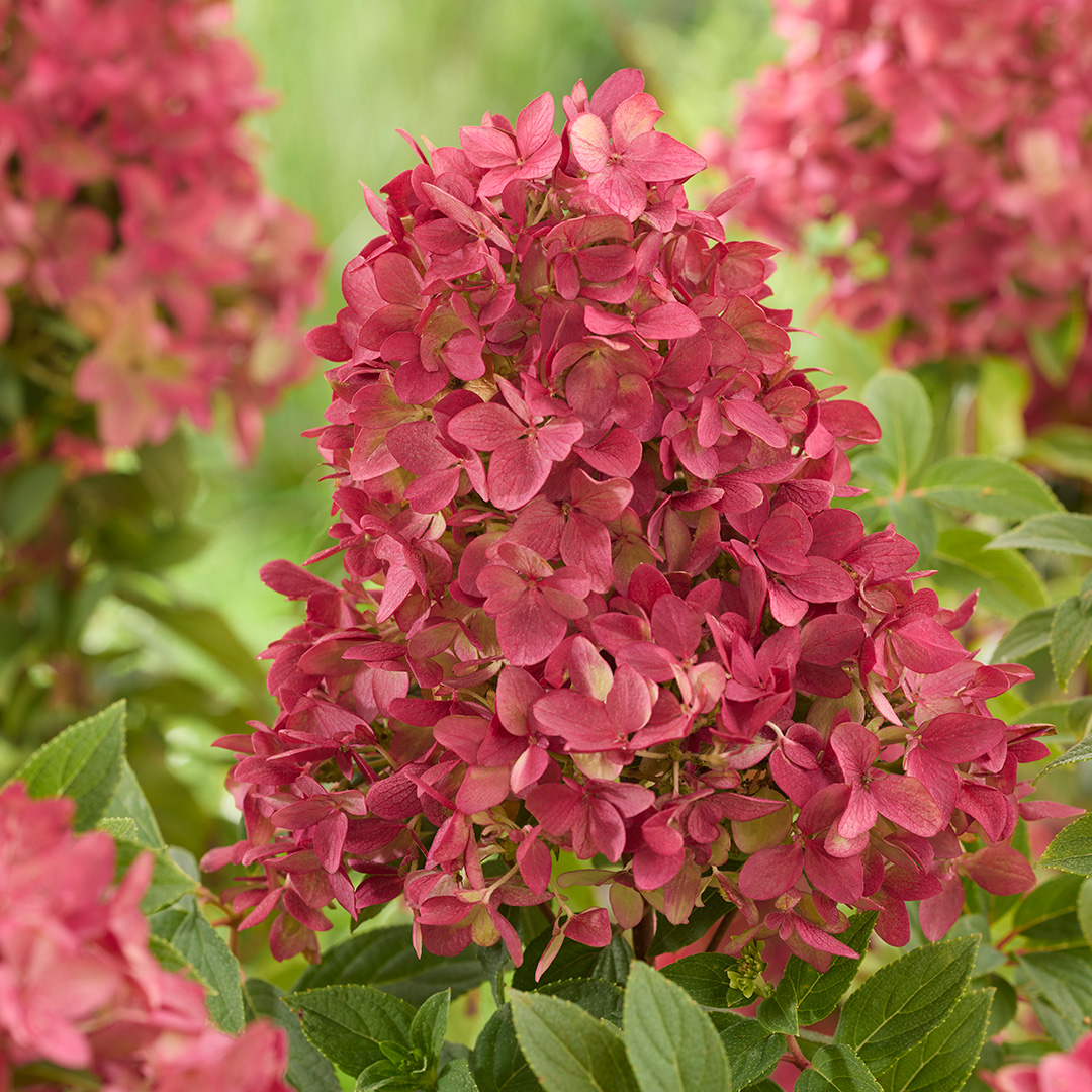 Hydrangea paniculata Groundbreakerยฎ Rubyโข 'LC NO27'
