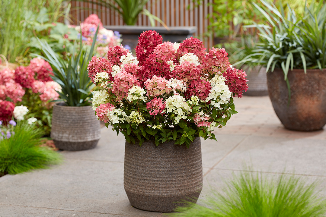 Hydrangea paniculata Groundbreakerยฎ Rubyโข 'LC NO27'