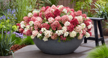 Hydrangea paniculata Groundbreaker® Ruby™ 'LC NO27'