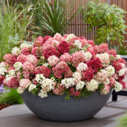 Hydrangea paniculata Groundbreaker® Ruby™ 'LC NO27' PBRAF