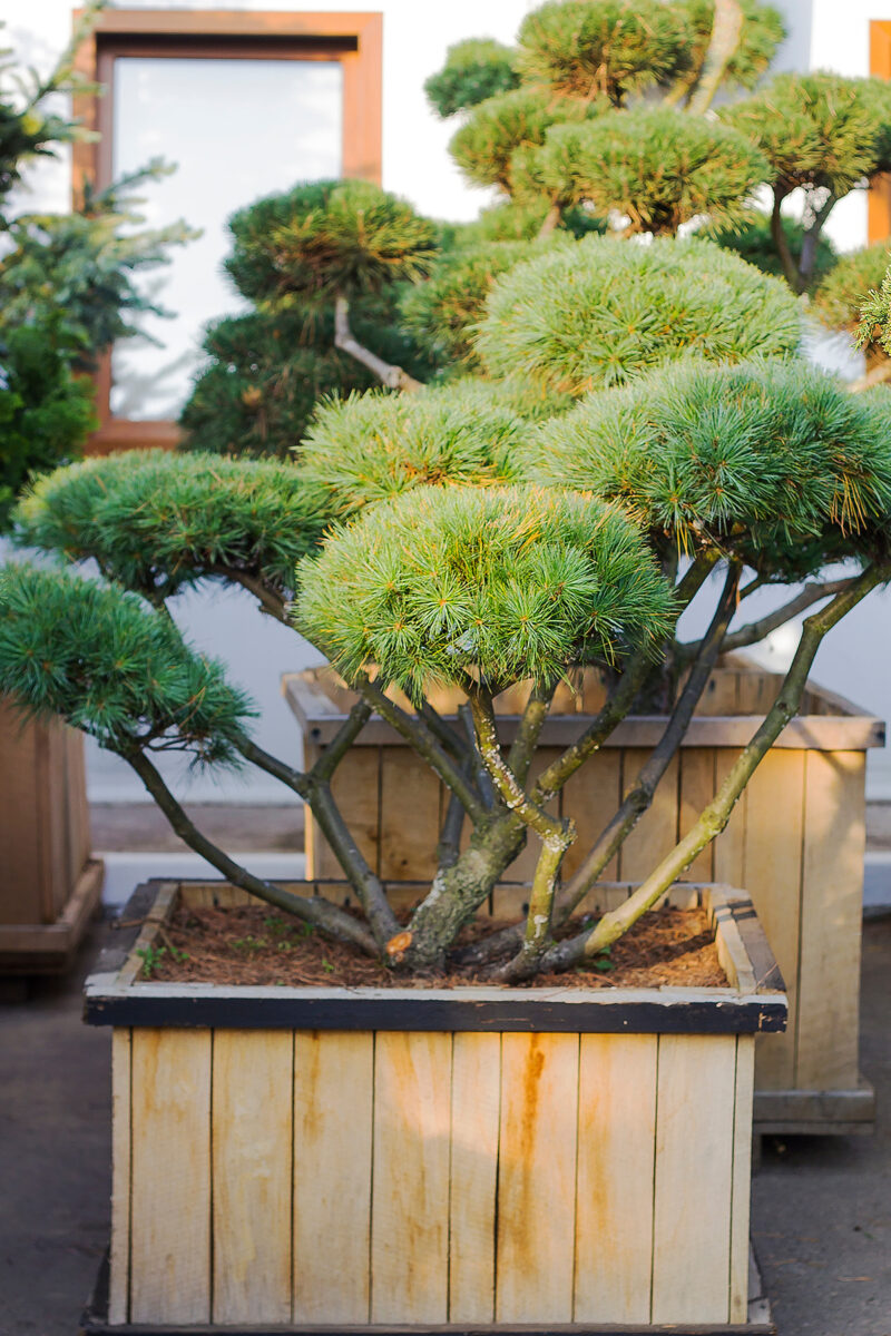 pine in large container