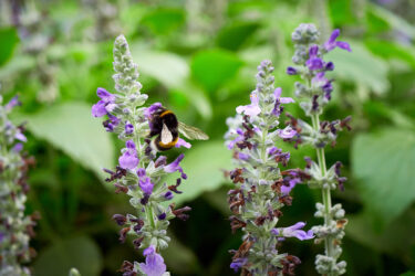 Bee on salvia