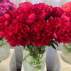 Peony Belgravia