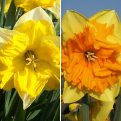 Butterfly Daffodil Collection - Mondragon and Chanterelle