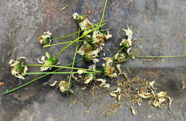Cosmos seeds