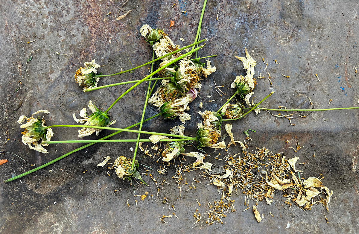 Cosmos seeds