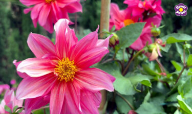 VT still for Keep your garden blooming for longer