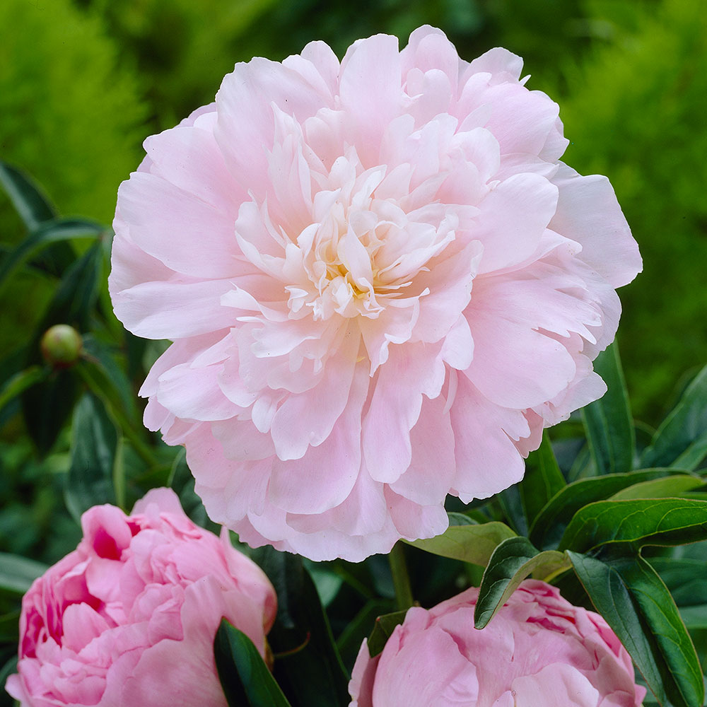Dinner Plate Peony