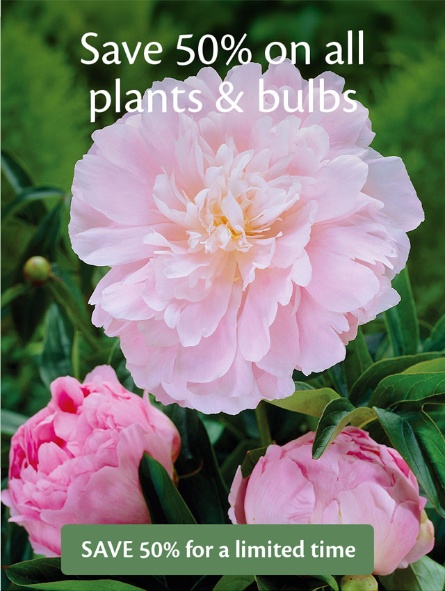 Save 50% on bedding plants and bulbs