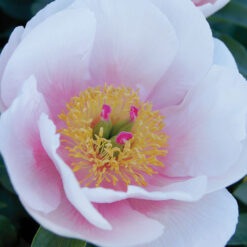 Peony Salmon Saucer