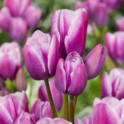 Tulip Purple Elegance