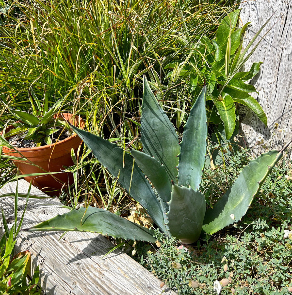 agave planted in the ground at an angle