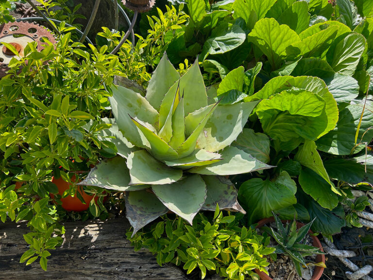 agave ovatifolia