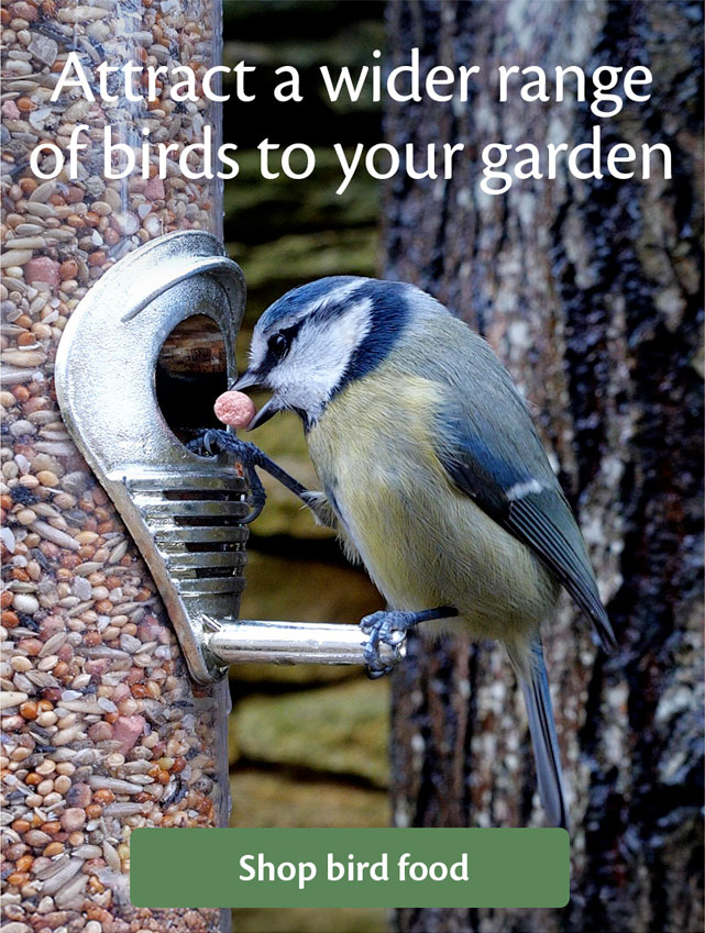 Attract a wider range of birds to your garden with Richard Jackson Garden