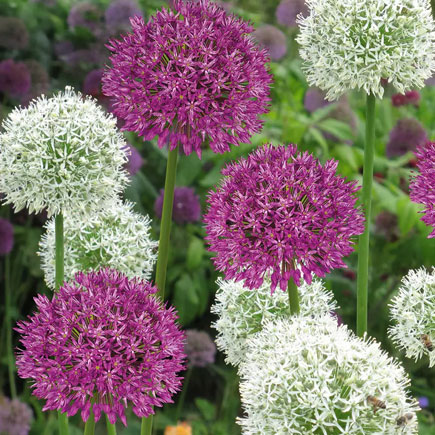 View Bulbs and Bare Root