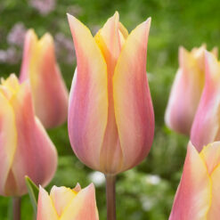 Tulip Blushing Lady
