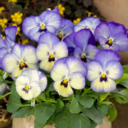 View Winter Bedding