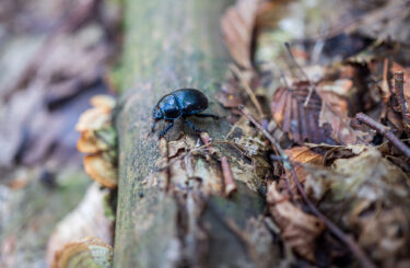 Ground beetle crawling over branch in autumn