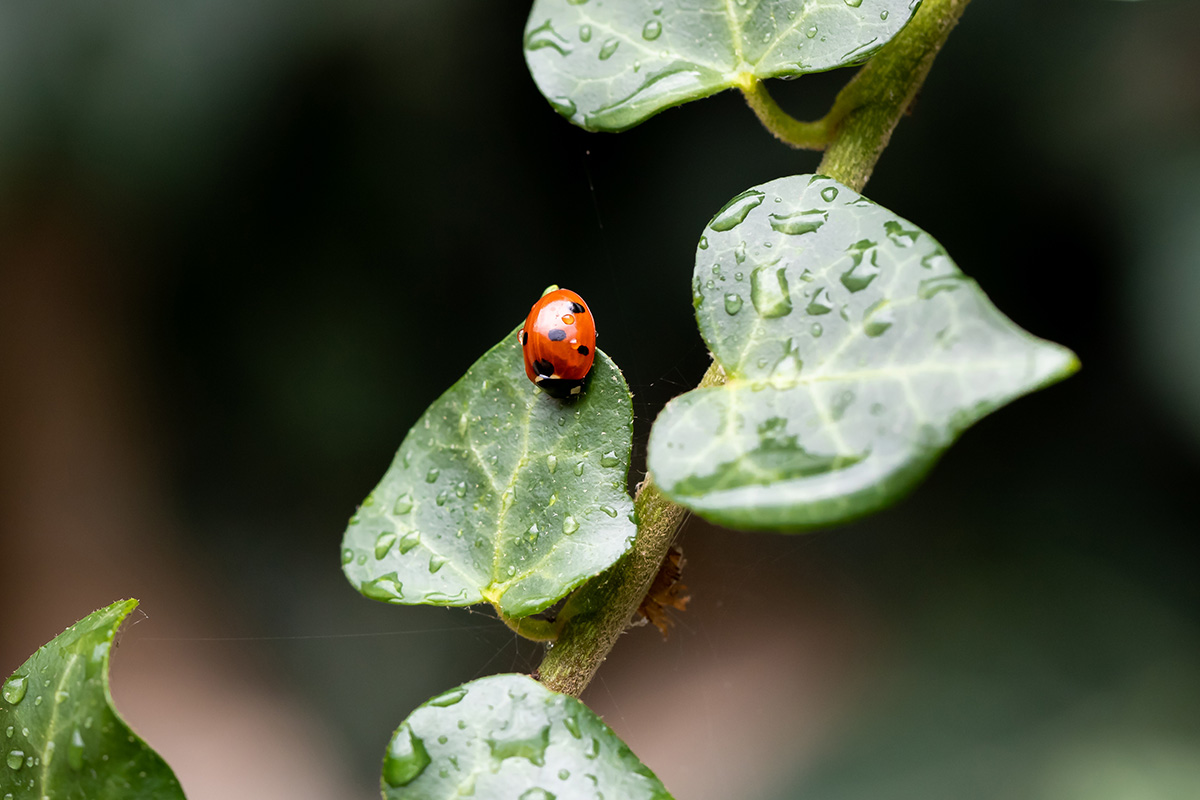 Ladybird on ivy