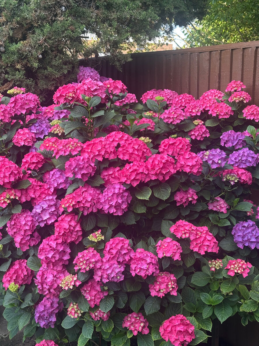 Pink and purple hydrangeas - Ann-Marie Crosweller