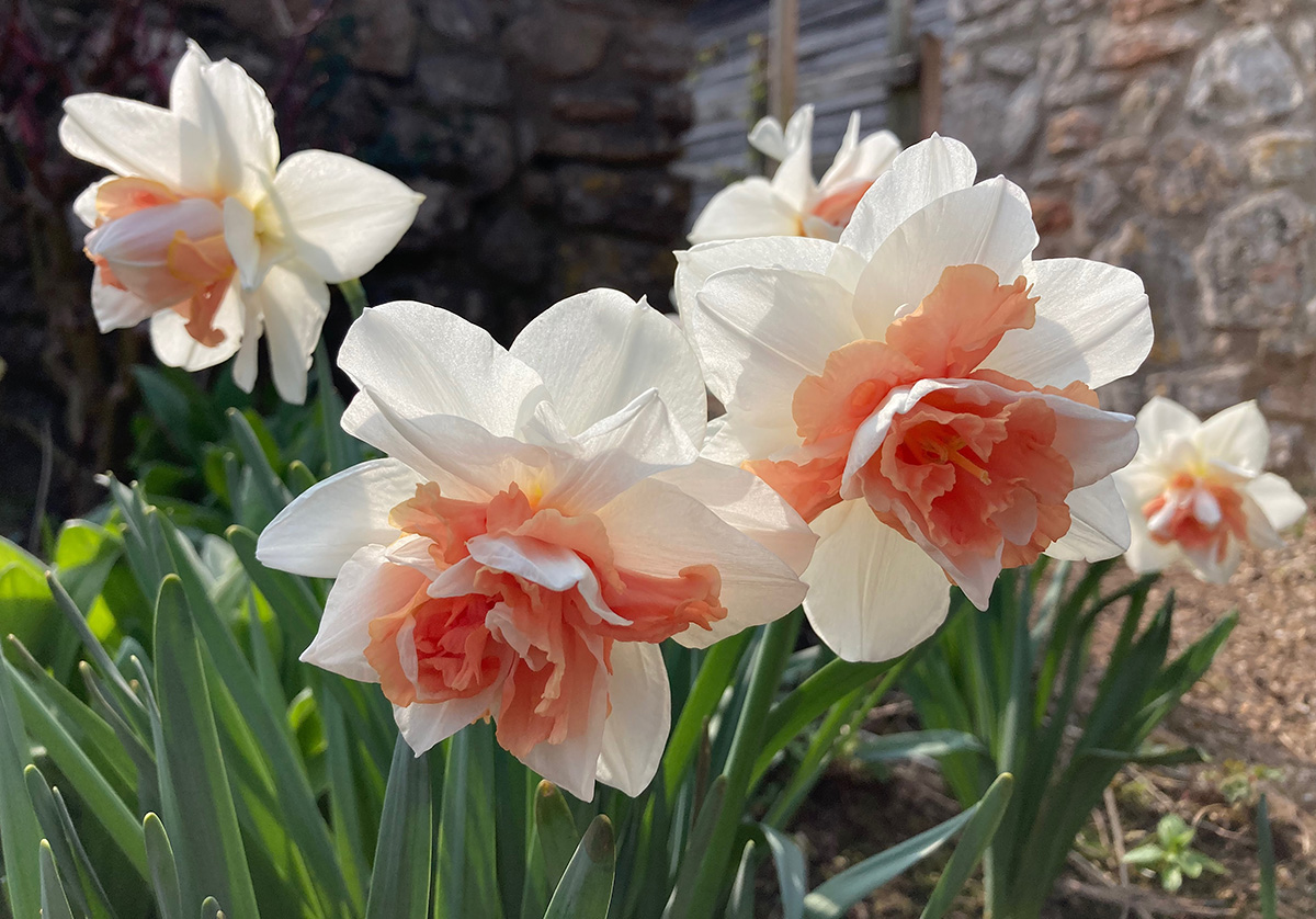 two tone daffodils