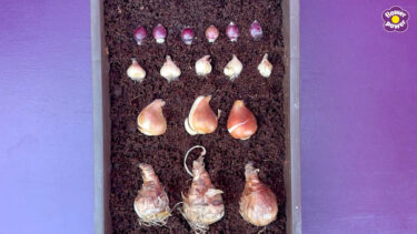 Layers of spring bulbs for planting in pots