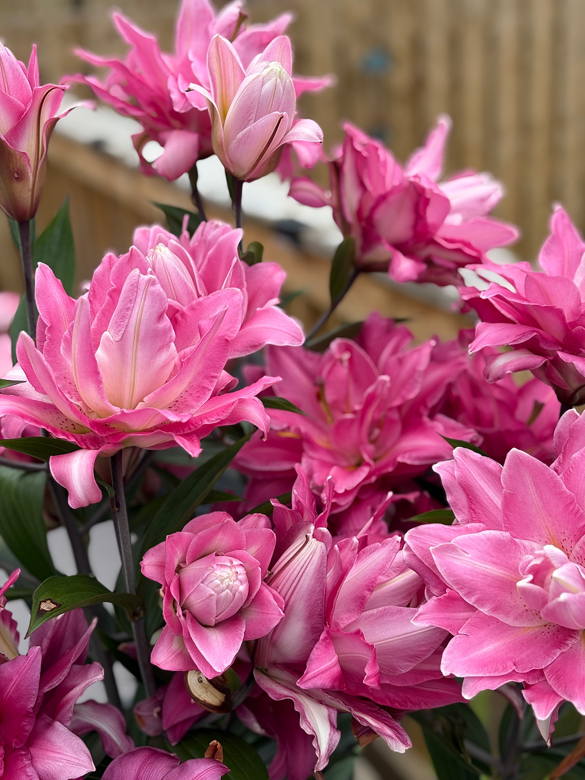 Pink lilies - photo comp 2025 winning pic from Fiona McAulay