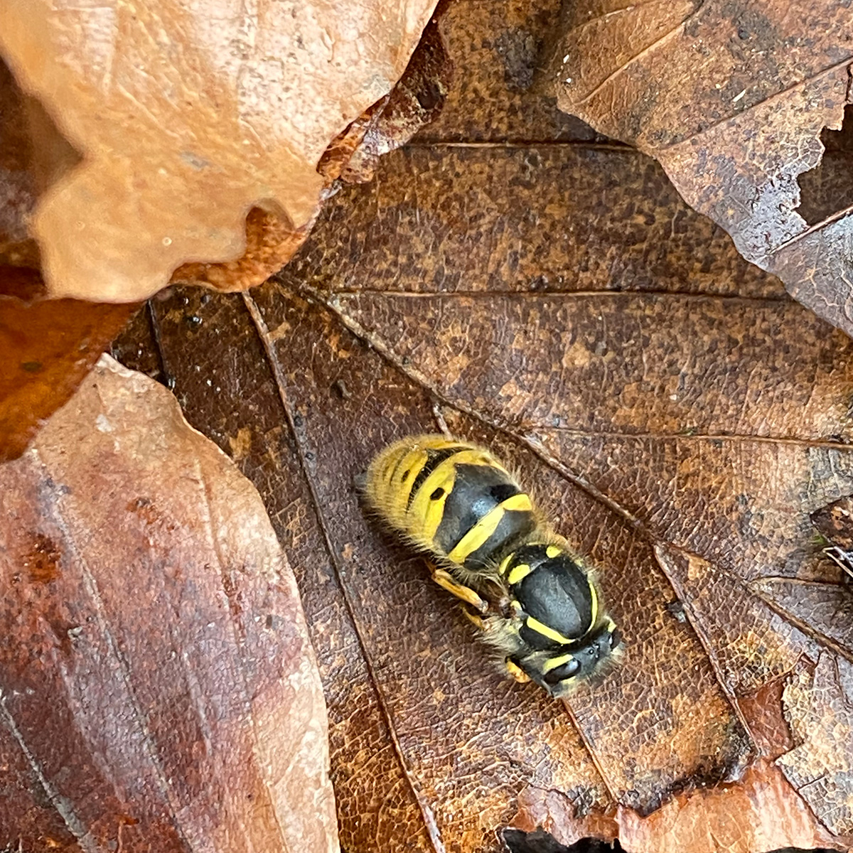 Queen wasp hibernating amongst fallen leaves
