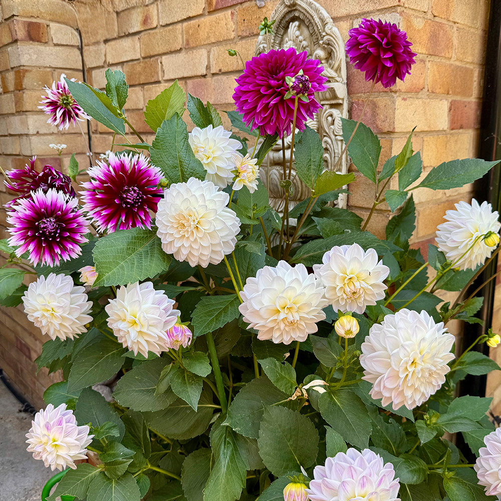 Photo Competition entry 2025