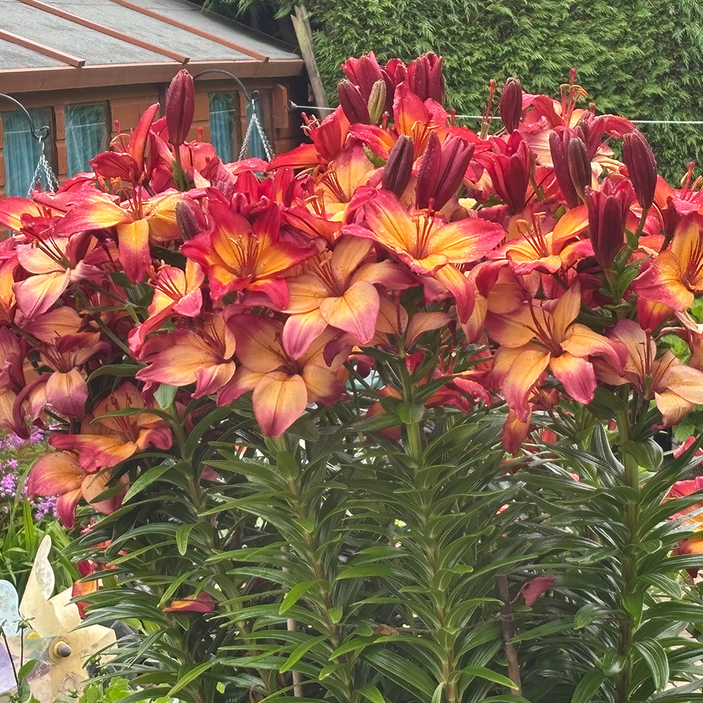 Photo Competition entry 2025