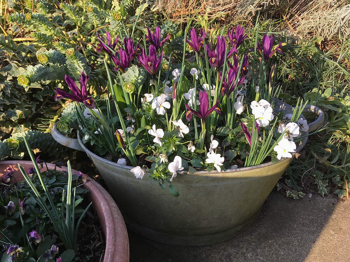 White violas and purple iris in a metal container