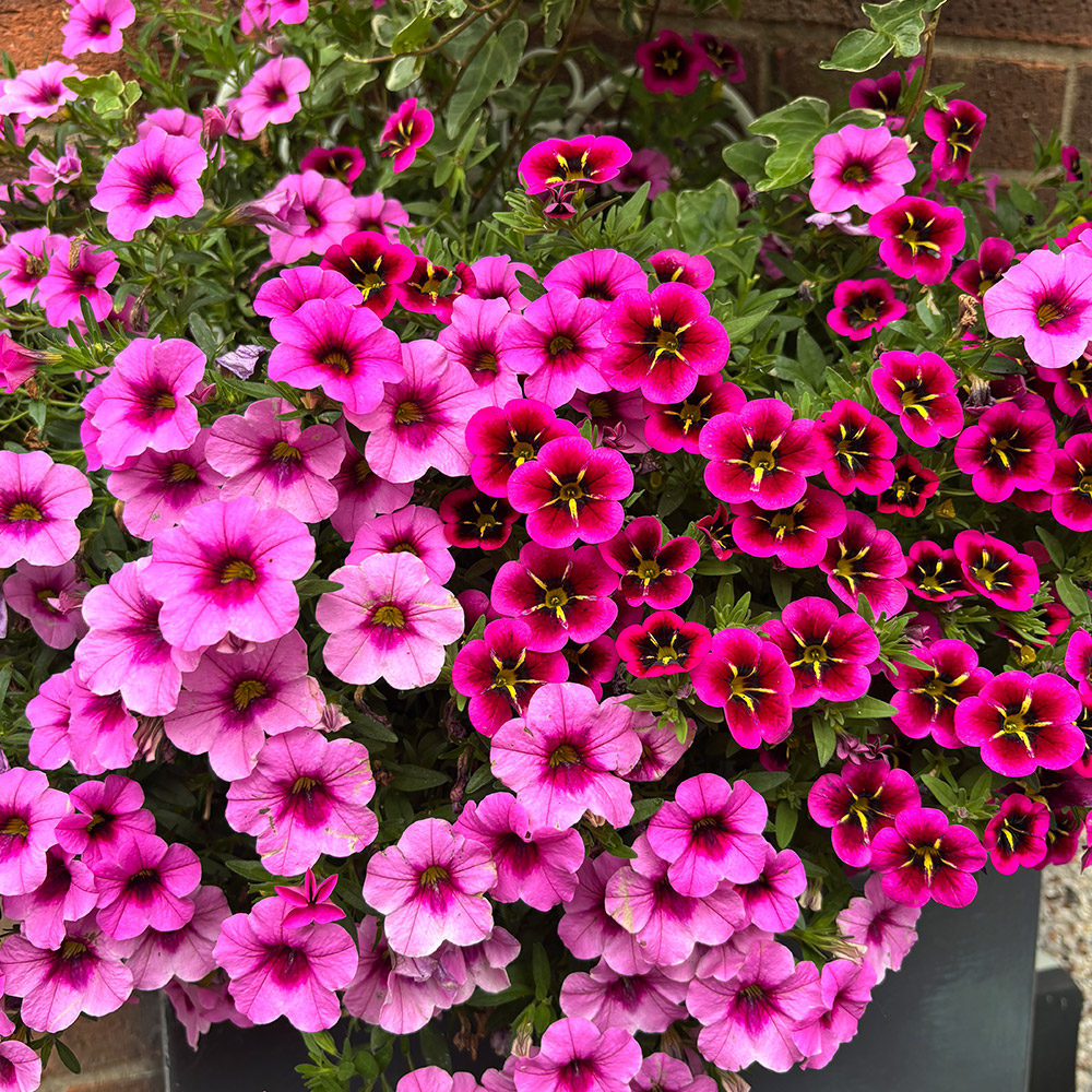 Photo Competition entry 2025