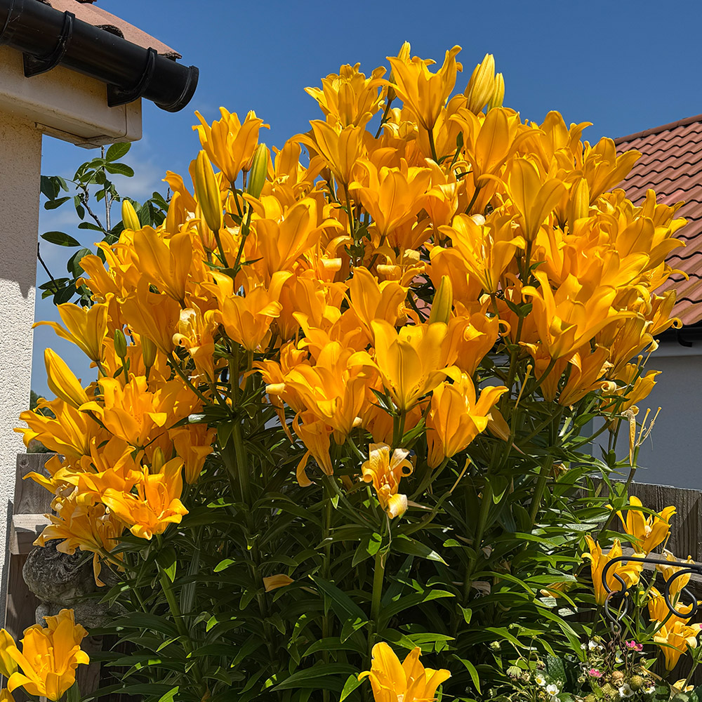 Photo Competition entry 2025