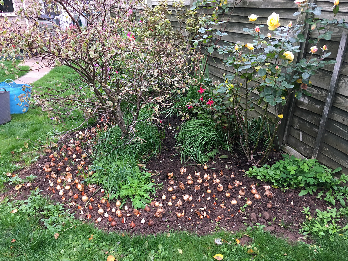 a mass of bulbs placed ready for planting in a border